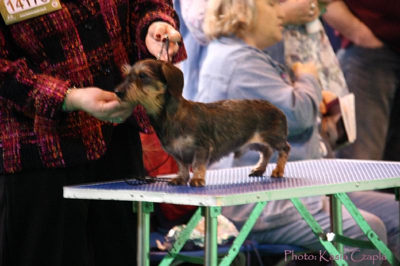 Crufts2011_2 597.jpg